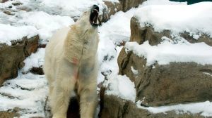 Ger extrem în SUA: atât de frig, încât ursul polar de la ZOO Chicago a fost mutat la adăpost