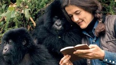 DIAN FOSSEY. IMAGINI ULUITOARE cu SINGURUL OM acceptat în LUMEA GORILELOR 