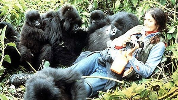 DIAN FOSSEY. Destinul uimitor al femeii care a fost acceptată în lumea gorilelor