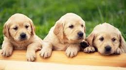 Cum pot fi adoptaţi câinii fără stăpân şi ce condiţii trebuie să îndeplineşti? 