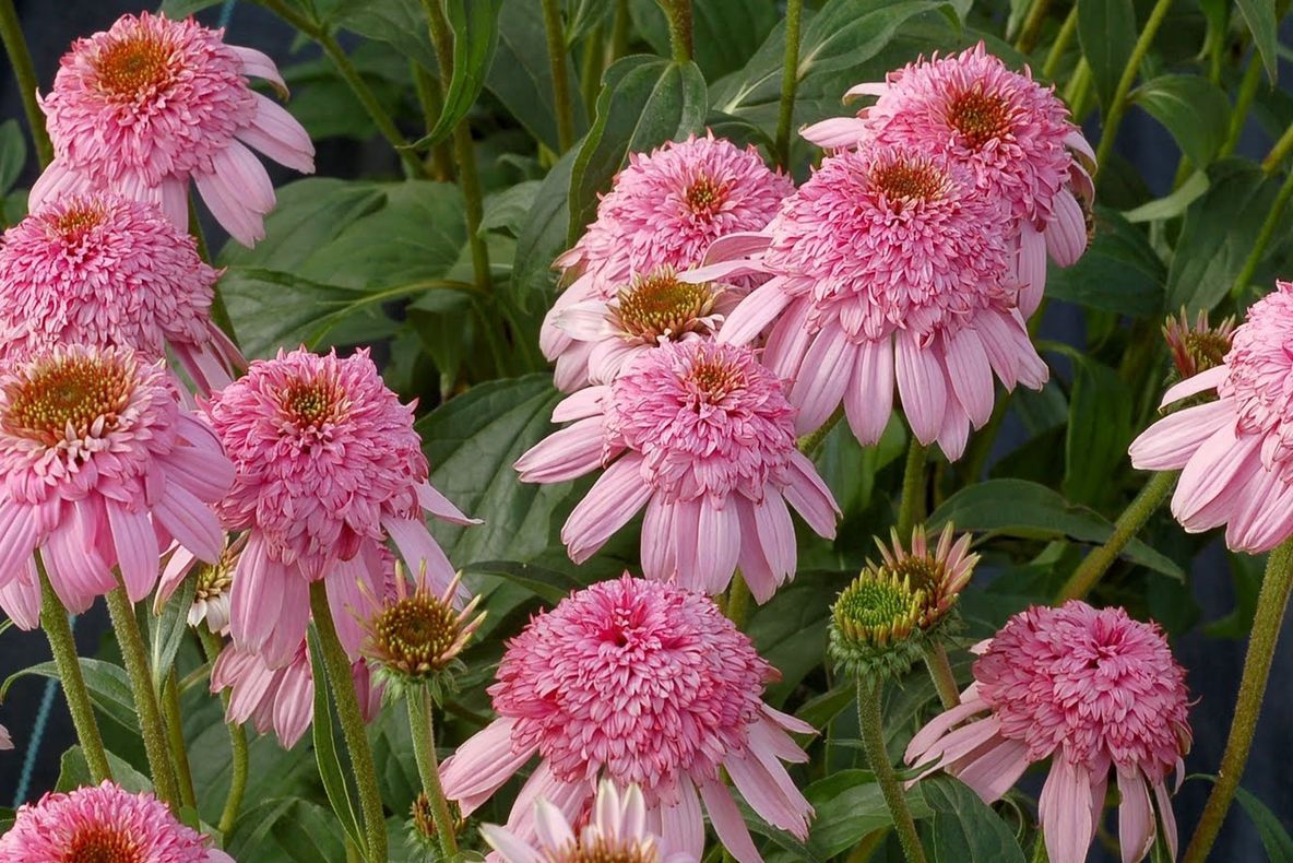 Echinacea, planta vindecătoare a iernii