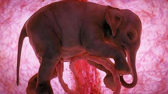 ULUITOR! Cum arată animalele ÎN UTER, înainte de naştere