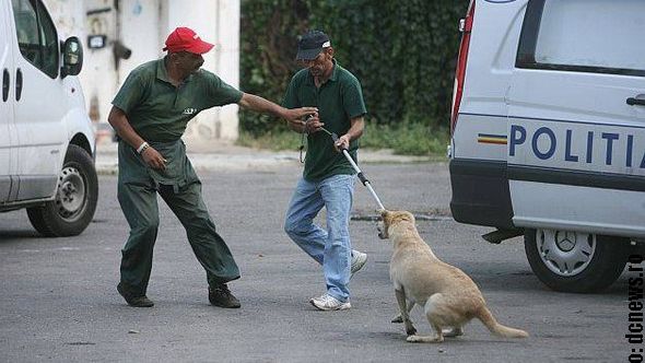 HINGHERI SNOPIŢI ÎN BĂTAIE de bodyguarzi iubitori de animale