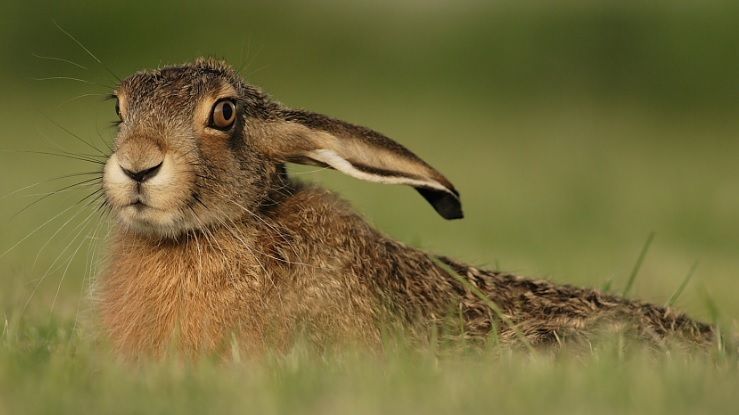 Restricţii la vănătoare pentru protejarea iepurelui-de-câmp