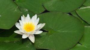 Din grădina botanică regală a fost furat cel mai mic nufăr din lume 