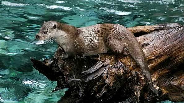 Cel mai eficient barometru natural pentru puritatea râurilor de munte din România 