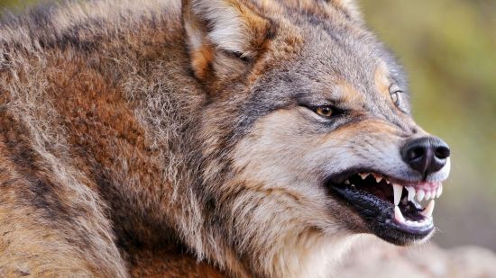 Femeie ÎN SPITAL după ce a fost muşcată de UN LUP