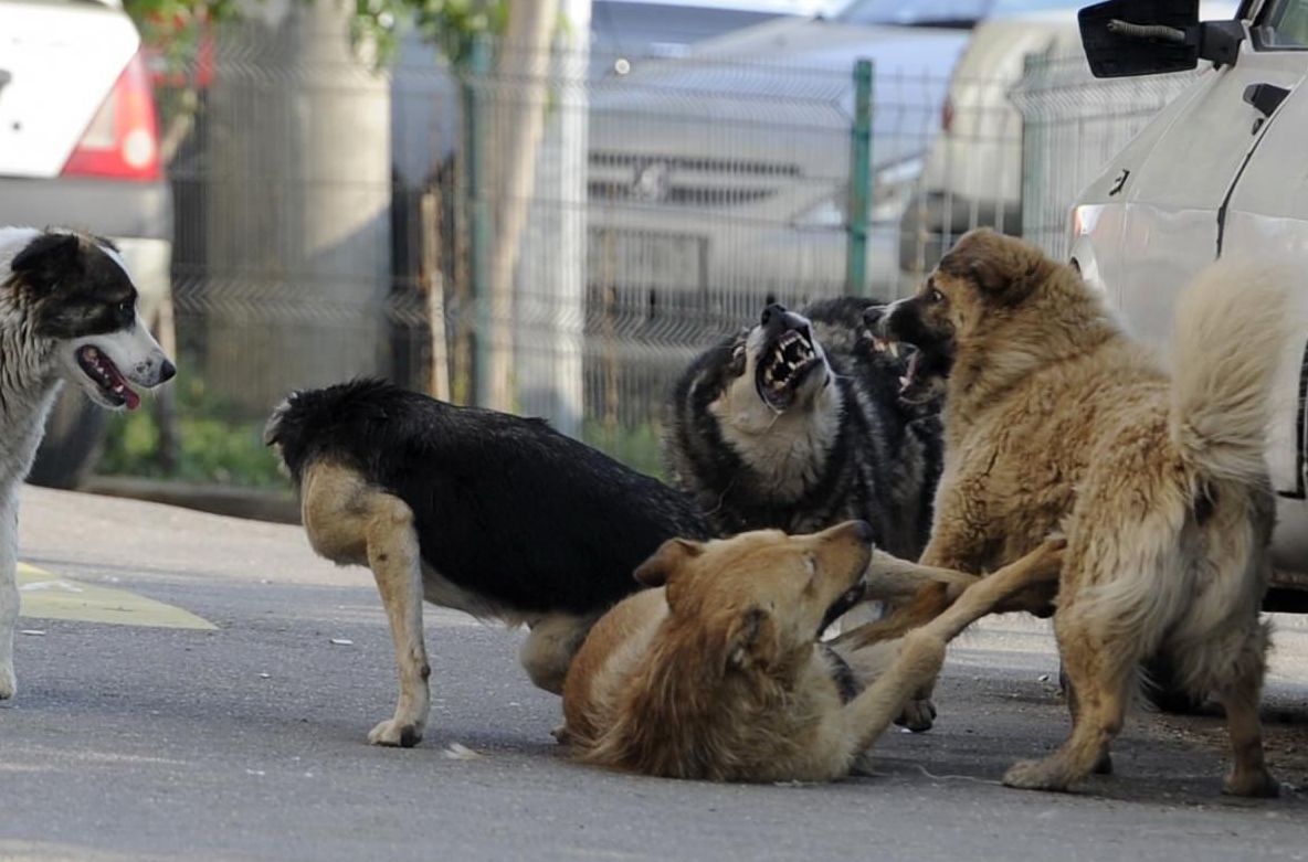 Cum vor fi UCIŞI MAIDANEZII la Sibiu