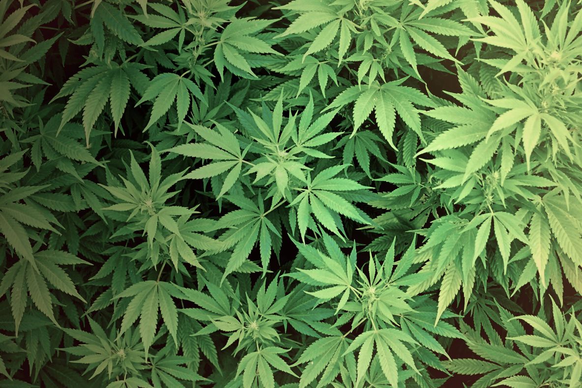 Efectul neaștepatat al consumului de marijuana