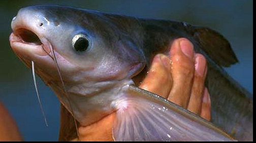 Peştele care îţi distruge sănătatea şi se confundă cu codul. Atenţie! Este injectat cu hormoni