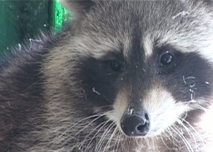 DESCOPERIRE NEAŞTEPTATĂ la o farmacie din Constanţa: un RATON pufos, confundat cu o pisică