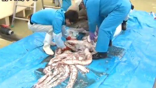 Monstrul din adâncuri. O arătare a fost descoperită de un pescar 