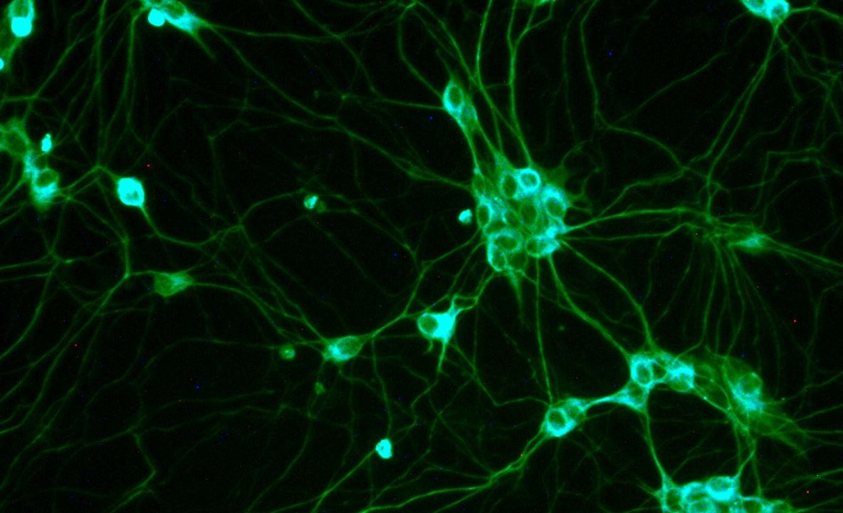 Descoperire ştiinţifică uluitoare: "E începutul unei noi epoci în medicină", anunţă specialiştii