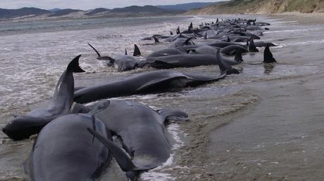 Noua Zeelandă: 39 de balene au murit după ce au eșuat pe o plajă