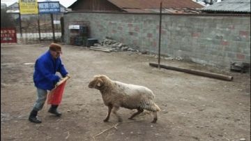 Ideea trăsnită a "ŢĂRANULUI SĂRAC" din Vrancea. Nici spaniolii nu s-au gândit la asta! 