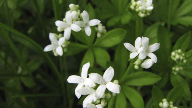 8 ingrediente afrodiziace pentru armonie în cuplu