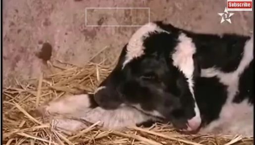 A rămas surprinsă când a văzut cum s-a născut un VIŢEL: "E opera lui Dumnezeu" 