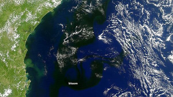 Explozie spectaculoasă de microorganisme în Atlantic, observată din satelit