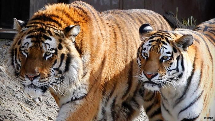 S-a aruncat în cuşca tigrilor pentru a fi mâncat. Ce a urmat este incredibil. VIDEO