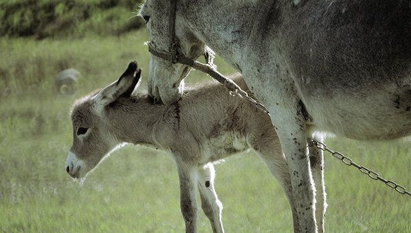 Echipele de salvare sunt formate din cămile, măgari şi reni în Rusia 