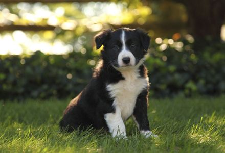 TOP 10 cele mai INTELIGENTE rase de CÂINI