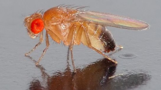 Descoperirea secolului: musculiţele INSOMNIACE