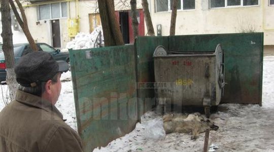 Mai mulţi câini maidanezi au fost ucişi: "Unii le dau mâncare, alţii îi otrăvesc!"