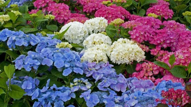 NOUL DROG care face ravagii în Europa: HORTENSIILE, folosite pe post de CANNABIS