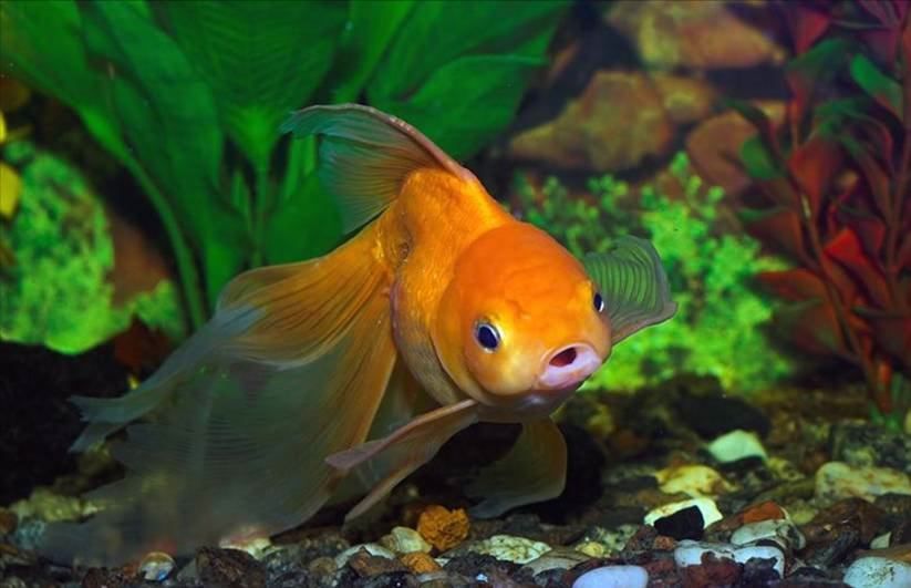 BANCUL ZILEI. Ce face după ce prinde peştisorul de aur?