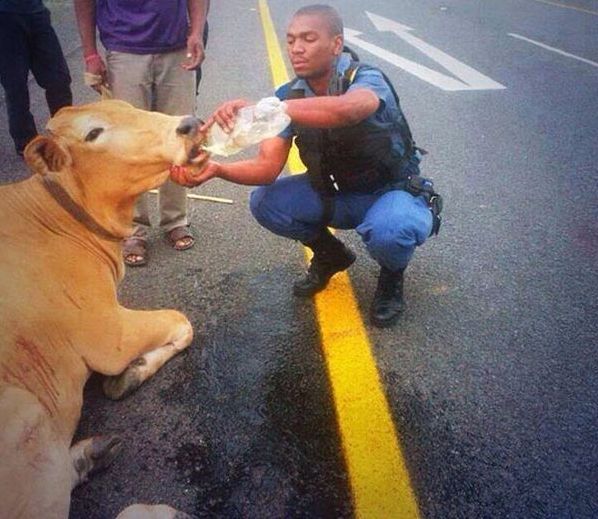 Imaginile frumoase ale zilei: poliţistul şi văcuţa accidentată