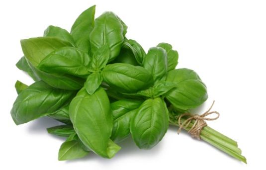 BUSUIOCUL, o adevarată plantă medicinală. Cum să tratezi ARSURILE LA STOMAC cu BUSUIOC