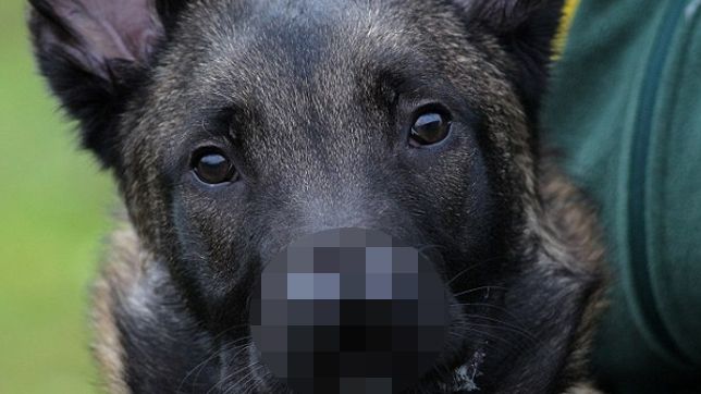 De la distanță pare un câine ca oricare altul, însă o trăsătură bizară îl face cu totul special