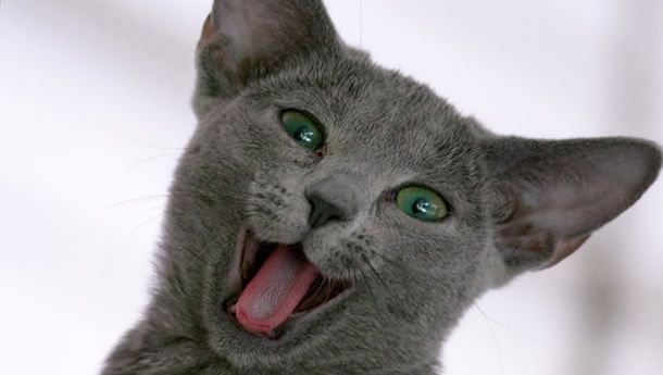 Muşcat de propria pisică, a căpătat o boală ÎNSPĂIMÂNTĂTOARE. O poveste incredibilă