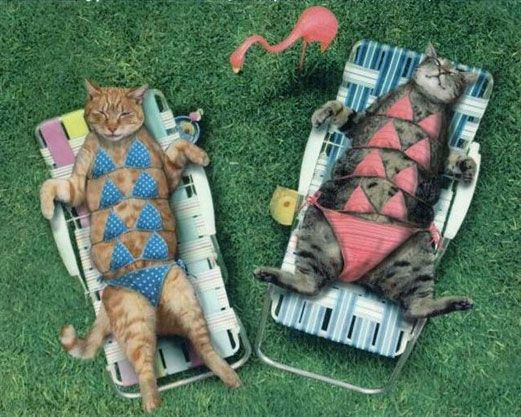 BANCUL ZILEI. Cupa la sutien!