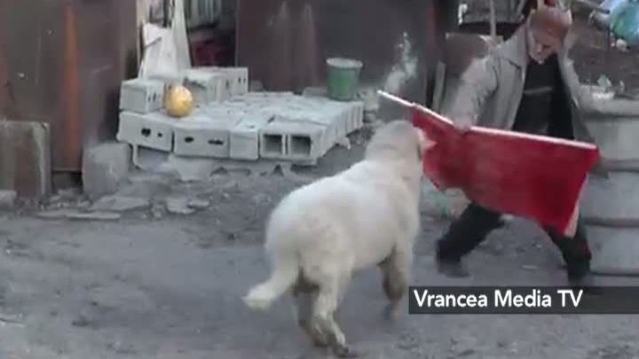 FABULOS! Cum se face CORRIDA cu un BERBEC în Vrancea