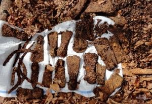 DESCOPERIRE ÎNTÂMPLĂTOARE la poalele cetăţii Sarmizegetusa Regia: "Se aflau sub un strat de frunze"