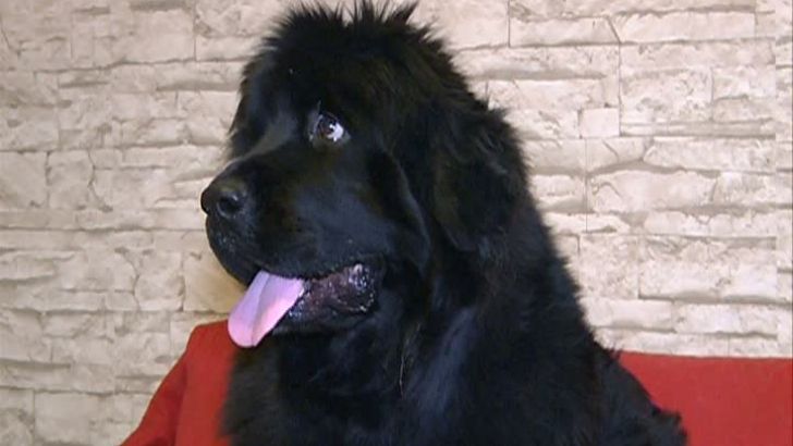 Lucruri NEAŞTEPTATE despre oameni. Ce spun ANIMALELE de COMPANIE despre ei