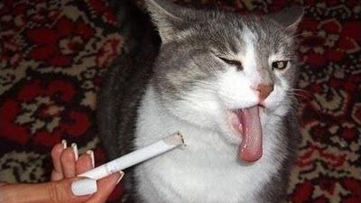 SMS-urile pot fi de ajutor în lupta cu țigările. Soluţii TESTATE ca să te laşi de FUMAT 