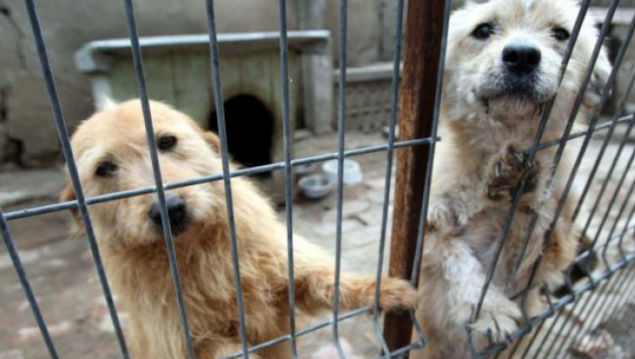 Au început eutanasierile în Timișoara. Câți câini au fost uciși în prima zi