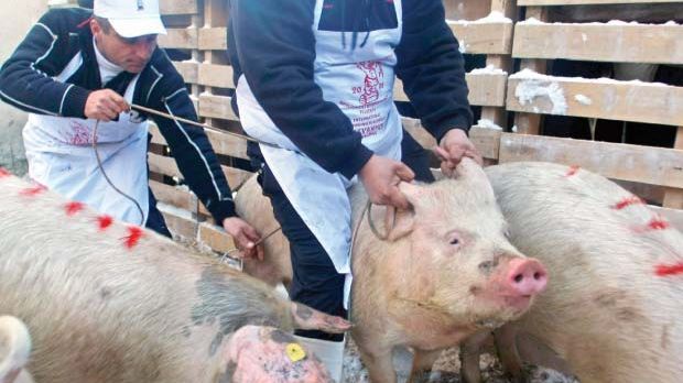 AVERTISMENT ANSVSA: RISC de pestă porcină africană în România