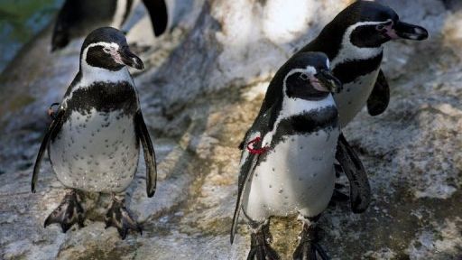 Pinguinii din Marea Britanie primesc medicamente împotriva depresiei