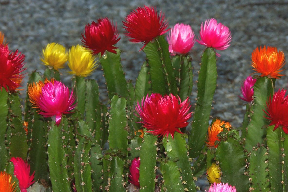Atenţie la plantele toxice!