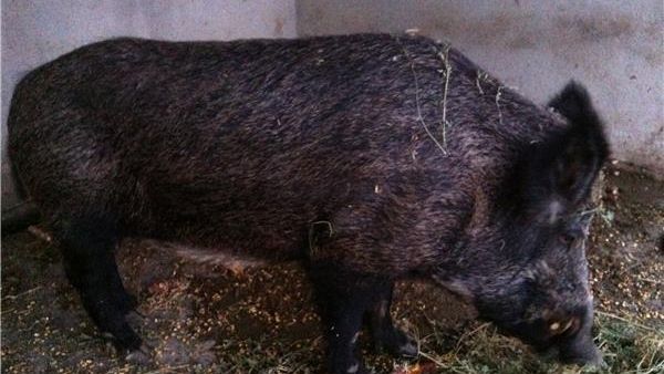 Bărbat atacat de un mistreţ, în Argeş. Medicii nu l-au putut salva