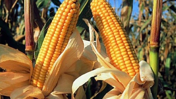 Porumbul modificat genetic poate fi cultivat pe teritoriul UE 