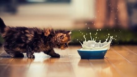 10 POZE HAIOASE cu animale