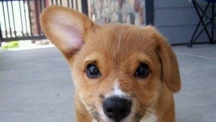 10 curiozitati despre animale care iti vor face ziua mai frumoasa