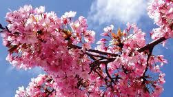 VINE SAU NU PRIMĂVARA? Vezi PROGNOZA pentru intervalul 24 FEBRUARIE – 9 MARTIE