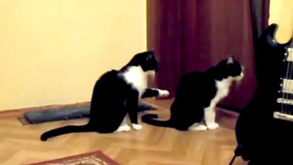 "Te rog, iartă-mă!". Videoclipul AMUZANT devenit VIRAL PE INTERNET