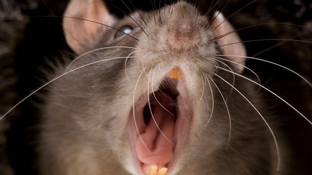 VIDEO ŞOCANT. Şobolanii, colegi de salon cu pacienţii Spitalului Judeţean Argeş