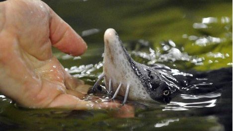 România și Bulgaria au o responsabilitate foarte mare pentru protecția sturionilor din Dunăre 